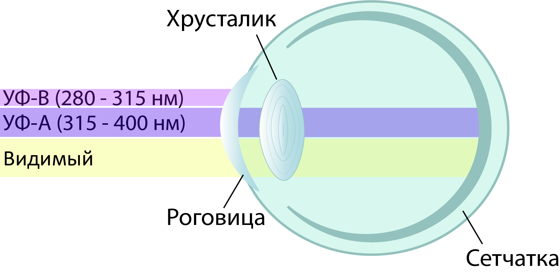 Схема глаза с прозрачными для УФ-А излучения оптическими элементами, характерная для многих видов птиц