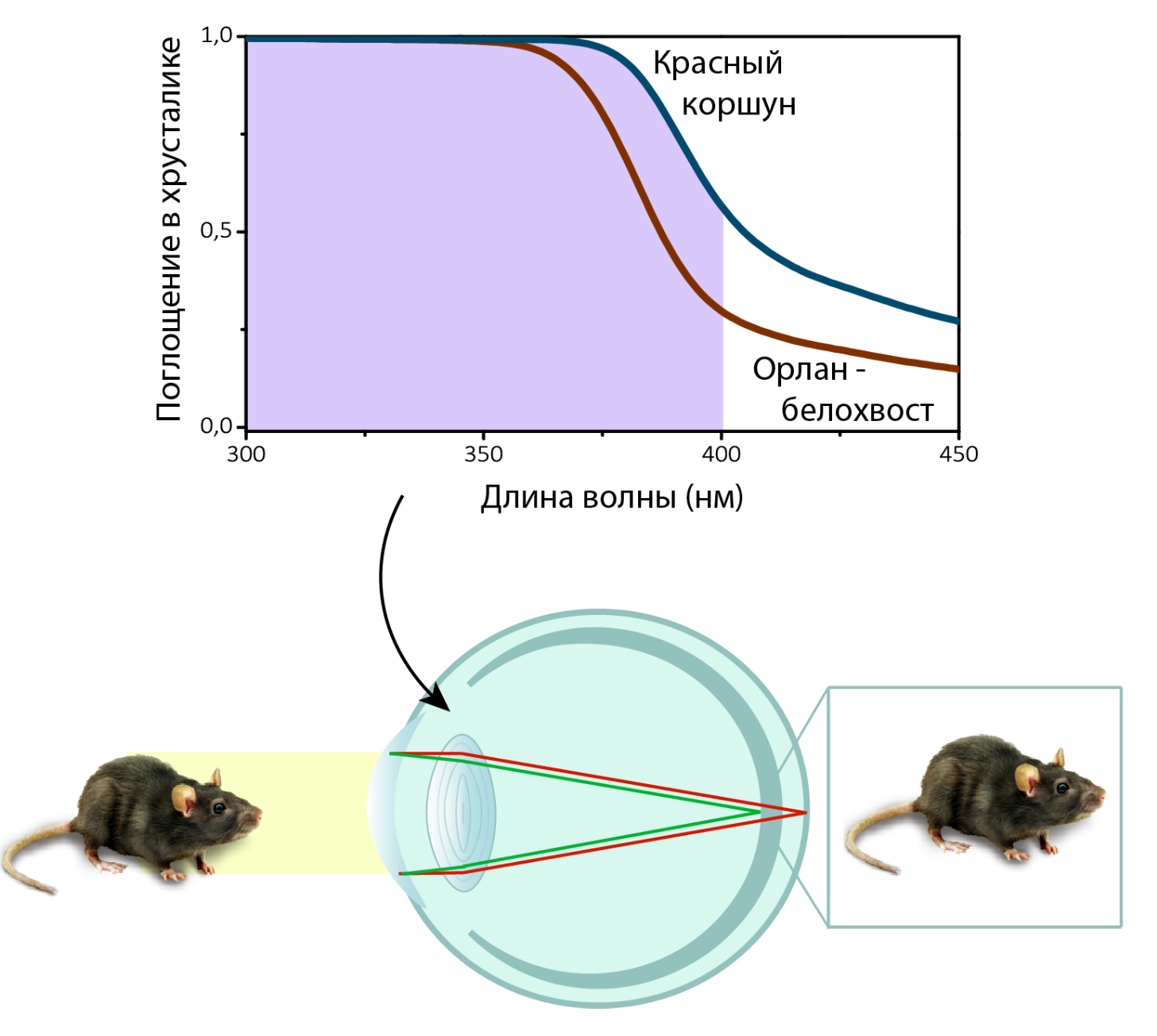 Компенсация хроматических аберраций при формировании изображения мыши на сетчатке птиц за счет поглощения УФ в хрусталике