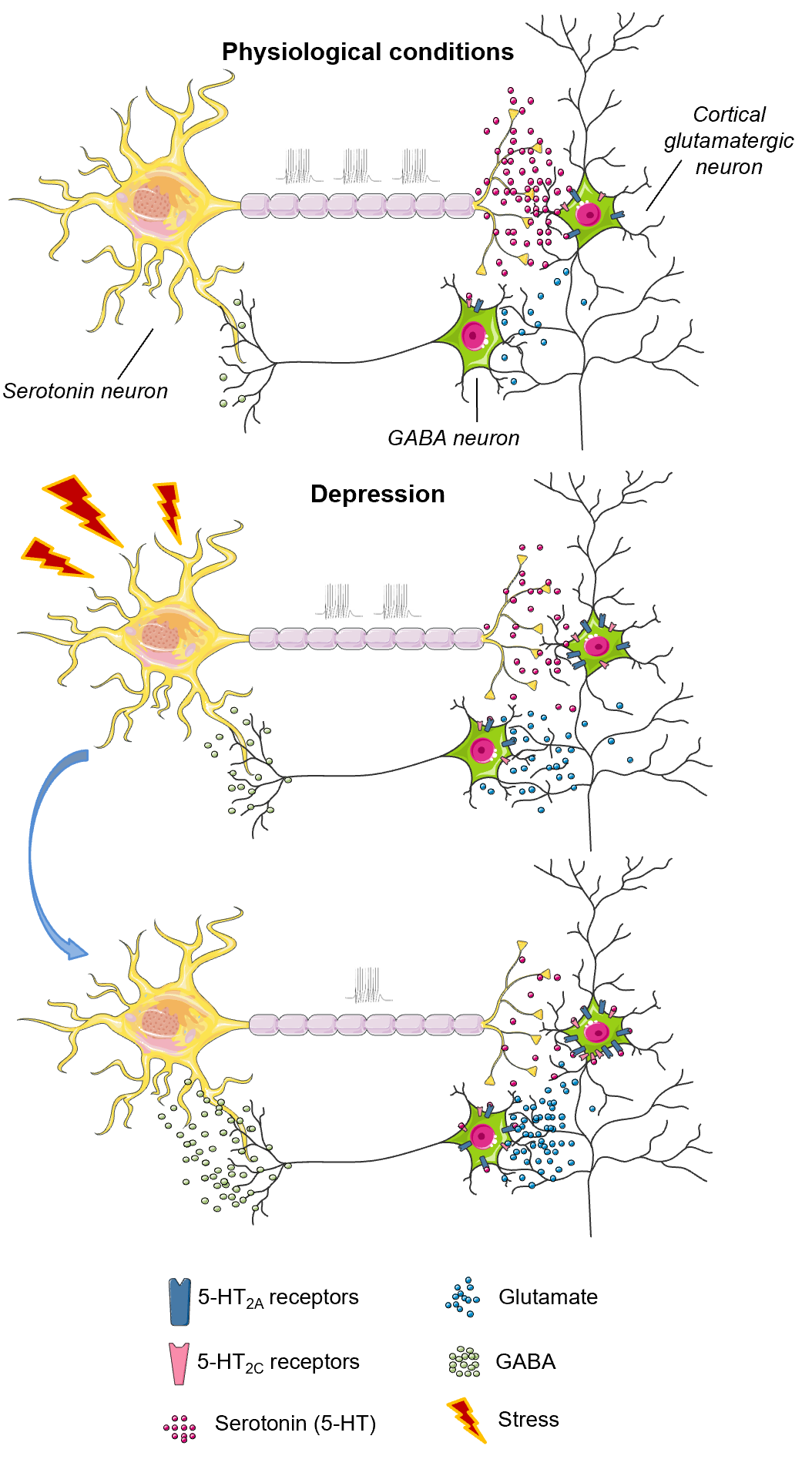 Схема механизма, вовлекающего 5-НТ2А и 5-НТ2С рецепторы в патогенез депрессии