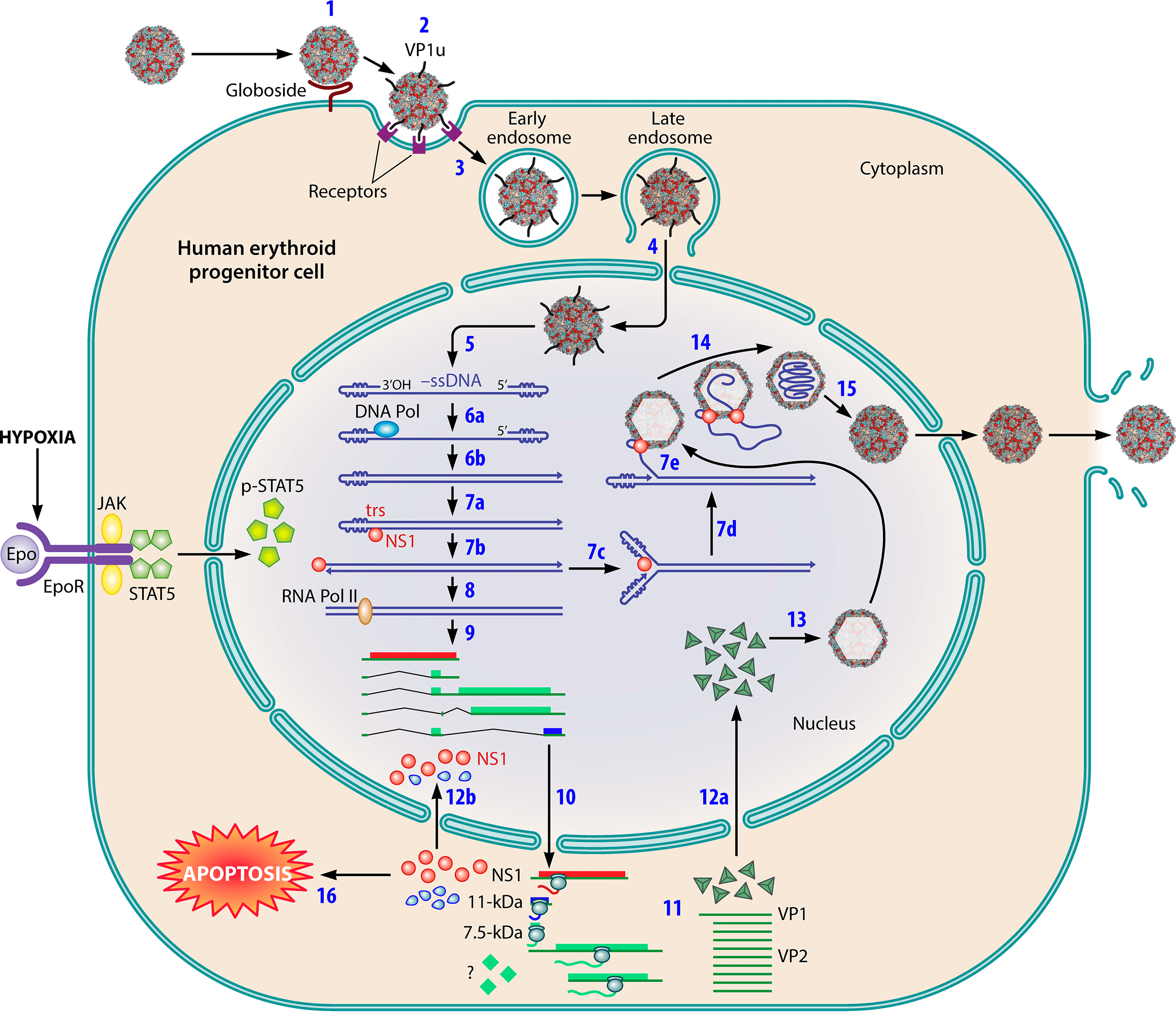 Жизненный цикл парвовируса B19