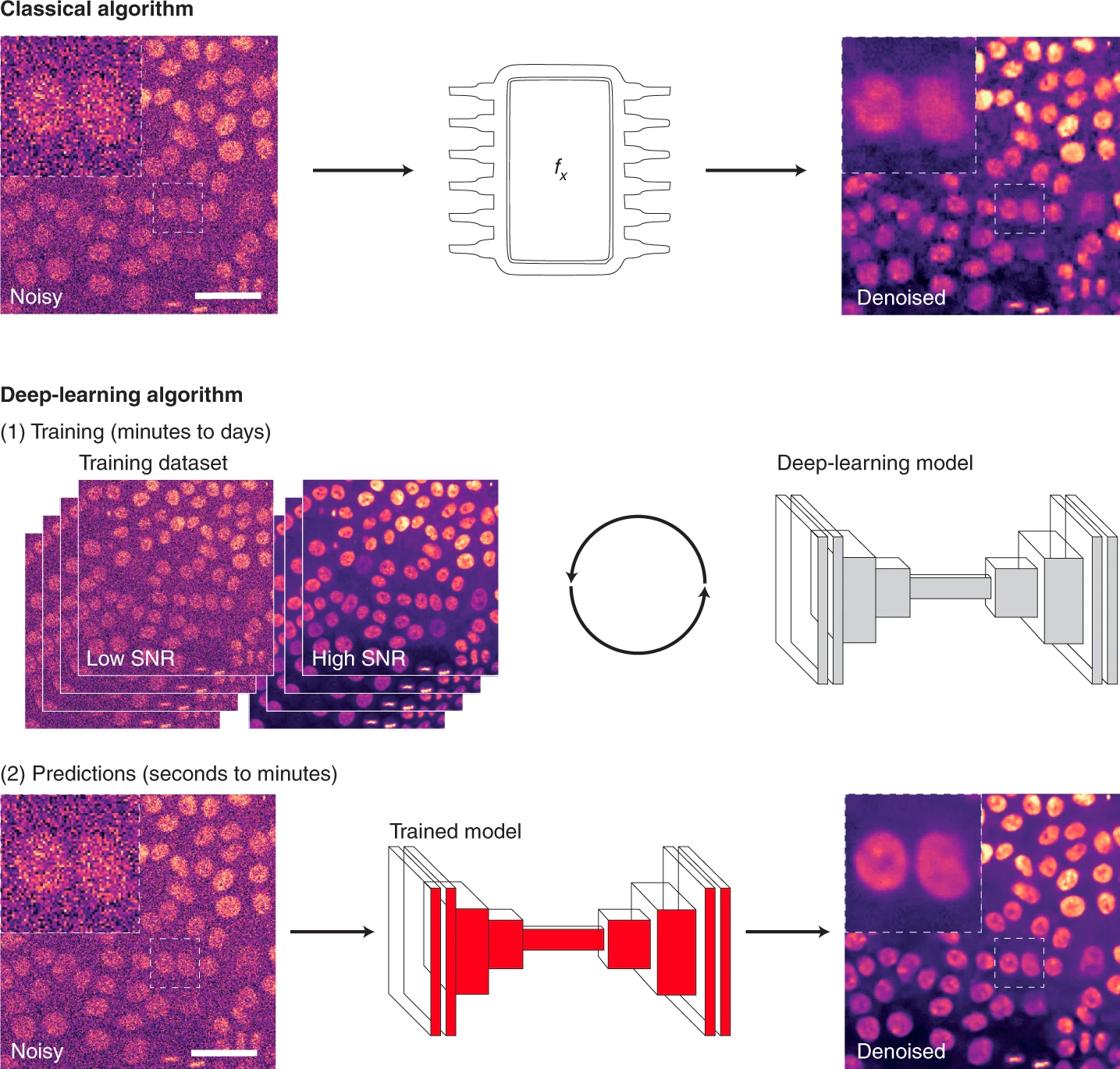 Шаги, необходимые при использовании классических или DL-алгоритмов для анализа микроскопических изображений на примере удаления шума (denoising)