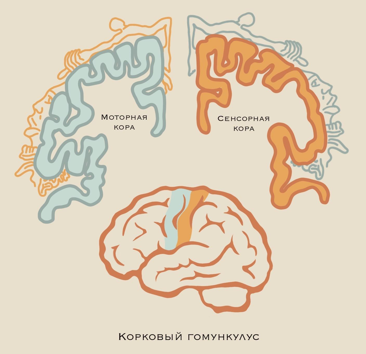 Репрезентация различных частей тела в головном мозге