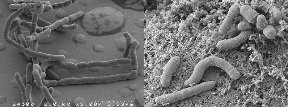 Фирмикуты и бактероиды