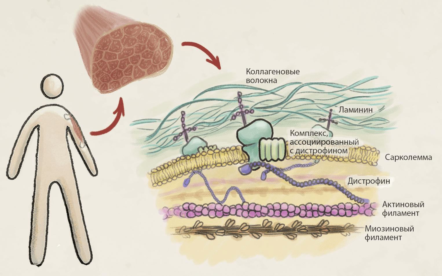 Роль дистрофина в патогенезе МДД