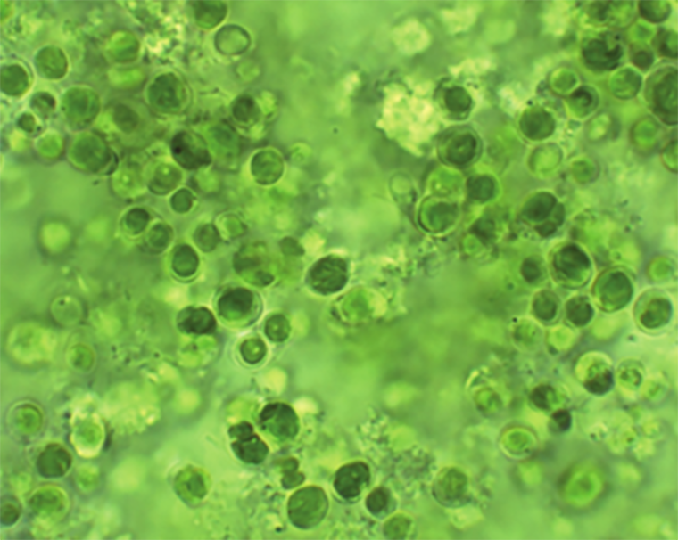Одноклеточная зеленая водоросль Chlorella vulgaris существует на Земле еще с докембрийского периода