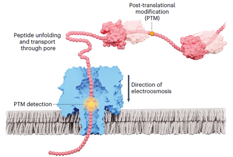 Пропускание белка через нанопору с детекцией посттрансляционных модификаций