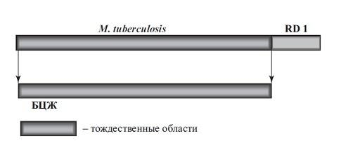 Сравнение M. tuberculosis и штамма БЦЖ
