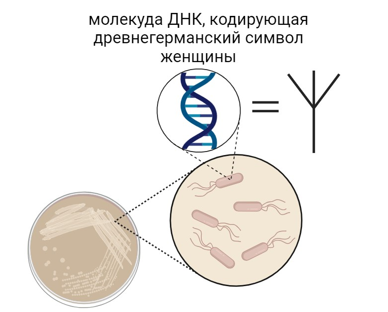 Арт-объект Microvenus представляет собой популяцию бактерий кишечной палочки, несущих древнегерманскую руну в последовательности ДНК