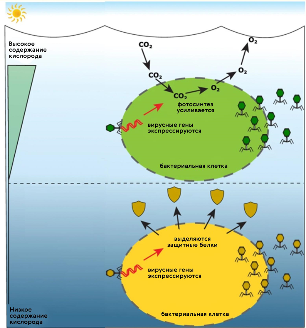 Схема двух стратегий выживания цианобактерий в условиях разных концентраций кислорода