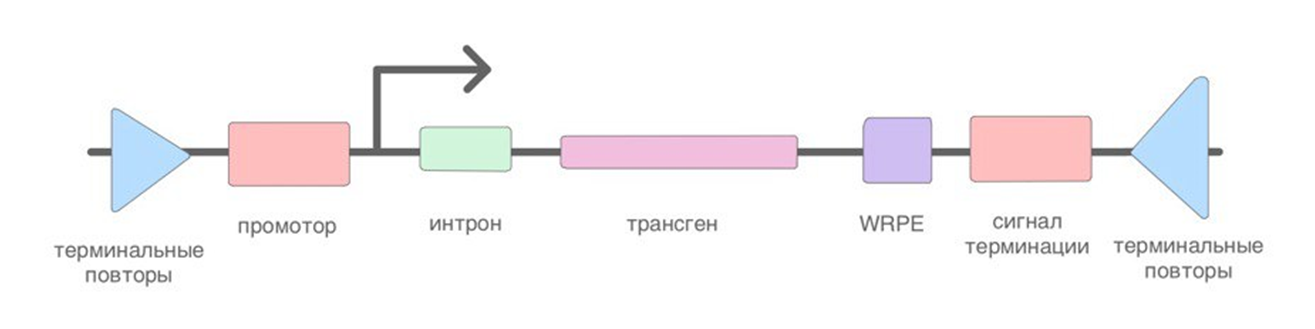 Упрощенная схема работы системы CRISPR-Cas9