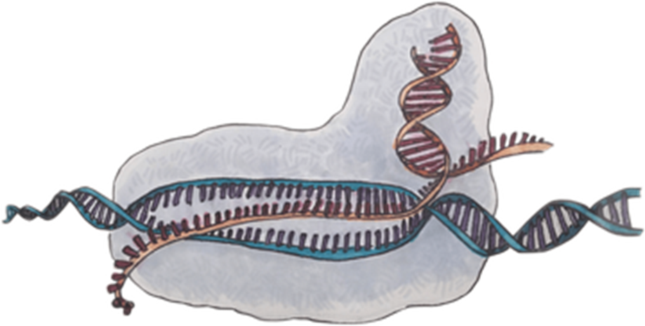 Схематическое изображение комплекса CRISPR-Cas9