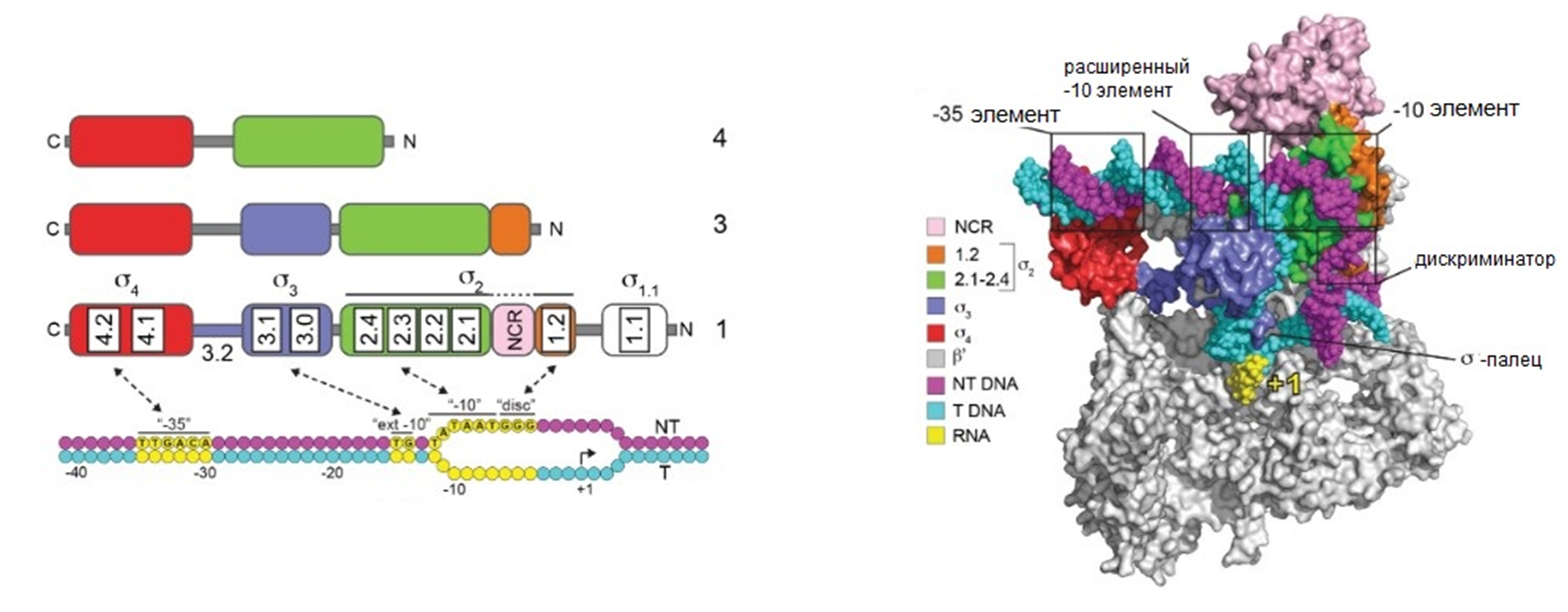 Функциональные области бактериального промотора и его связывание с РНК-полимеразой E. coli