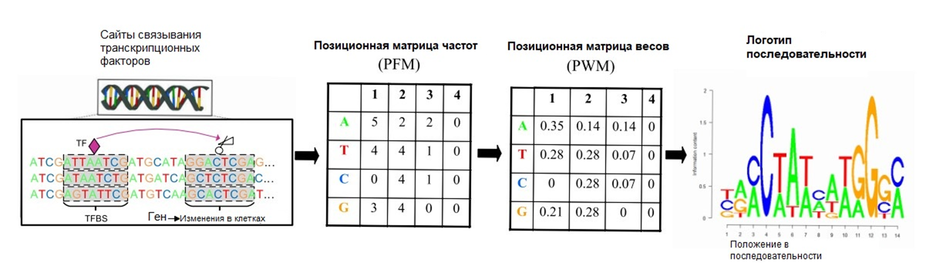 Построение позиционной весовой матрицы и логотипа последовательности