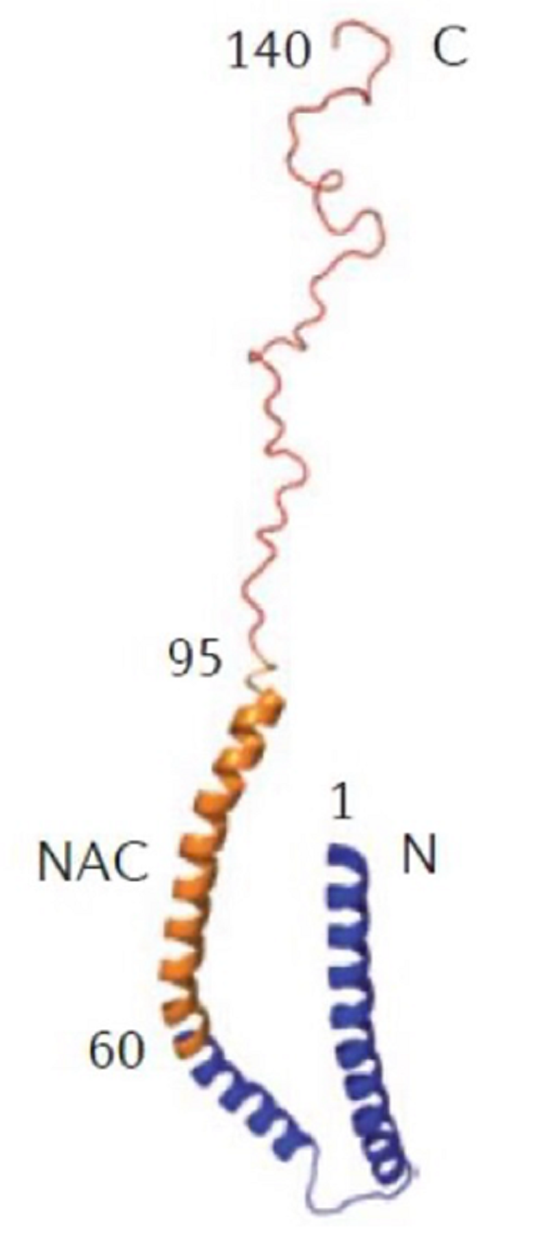 Структура белка альфа-синуклеина