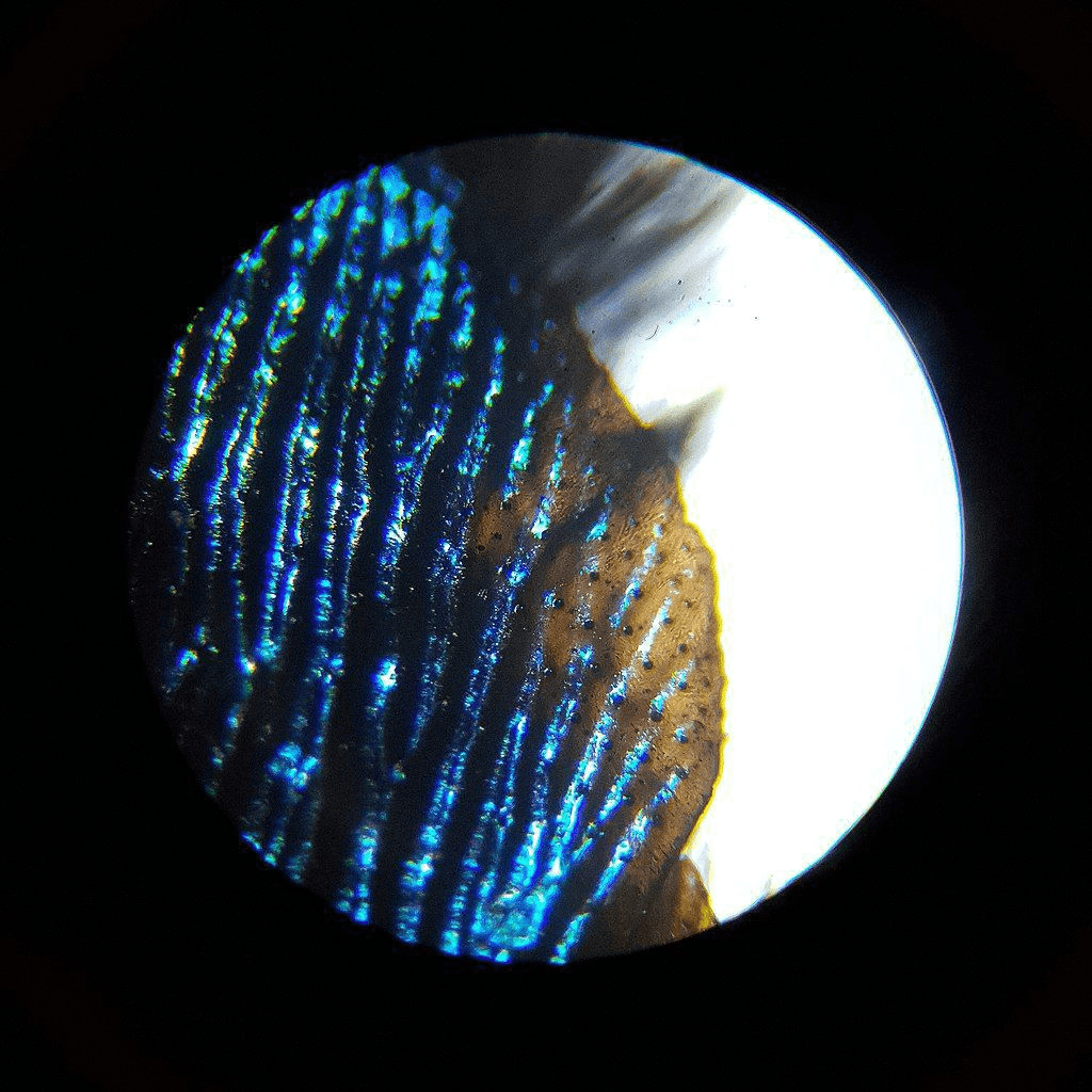 Крыло пчелы-плотника под микроскопом