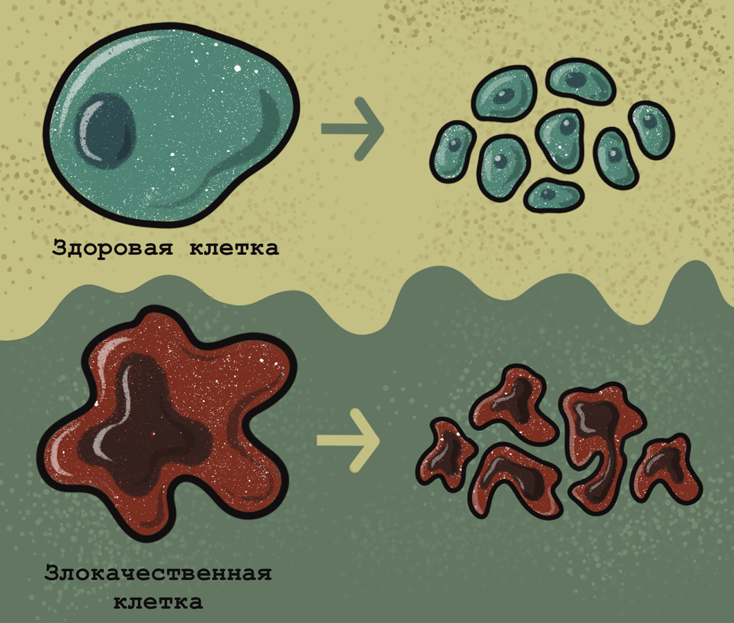 Основные отличия здоровых и злокачественных клеток