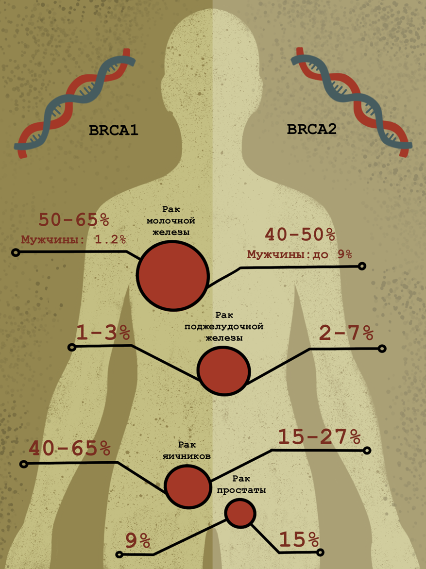 Связь мутаций в генах BRCA1 и BRCA2 с частотой рака молочной железы, яичников и других видов рака