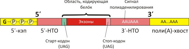 Строение мРНК эукариот