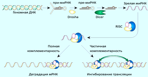 Механизм процессинга микроРНК