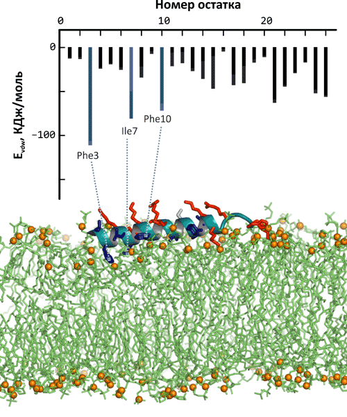Моделирование взаимодействия антимикробного пептида латарцина с мембраной «эритроцитов»