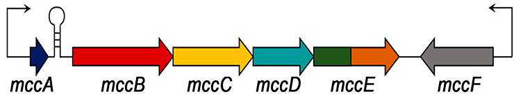 Строение оперона mcc