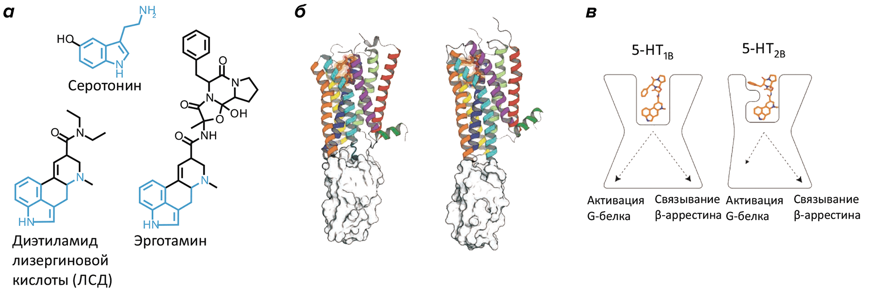 Молекулярные основы передачи сигнала серотониновыми рецепторами