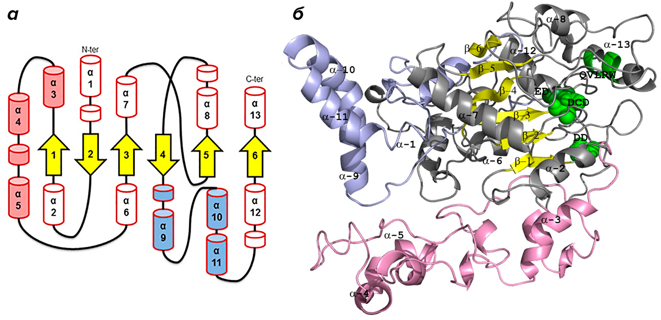 Структура целлюлозосинтазы хлопчатника
