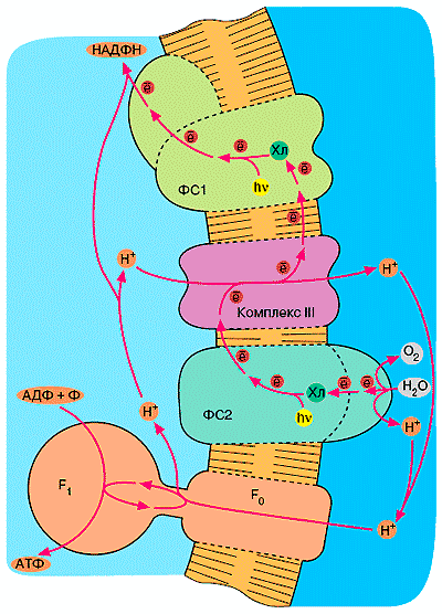 Пигментбелковые комплексы ФС1 и ФС2 в тилакоидной мембране