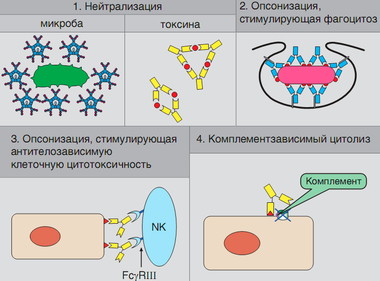 Основные механизмы действия антител