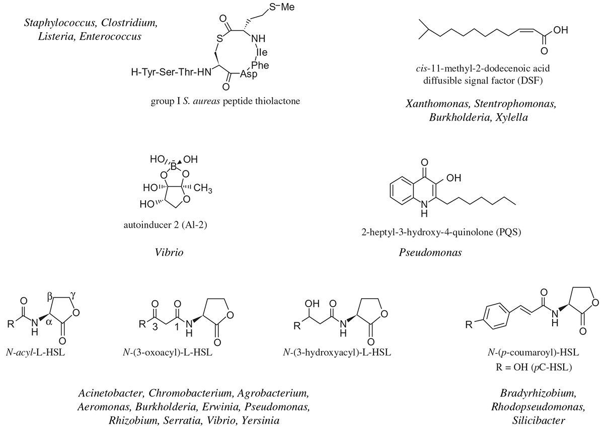 Структура некоторых общих «кворумных» сигнальных молекул