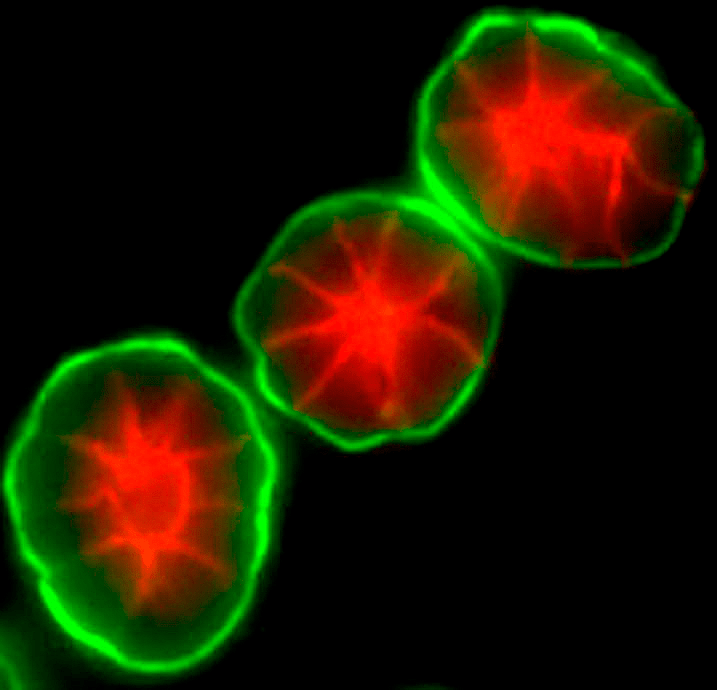 Клетки молочной железы воспроизводят ацинусы