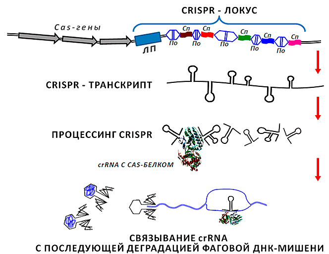 CRISPR-локус и процессинг соответствующей ему малой РНК