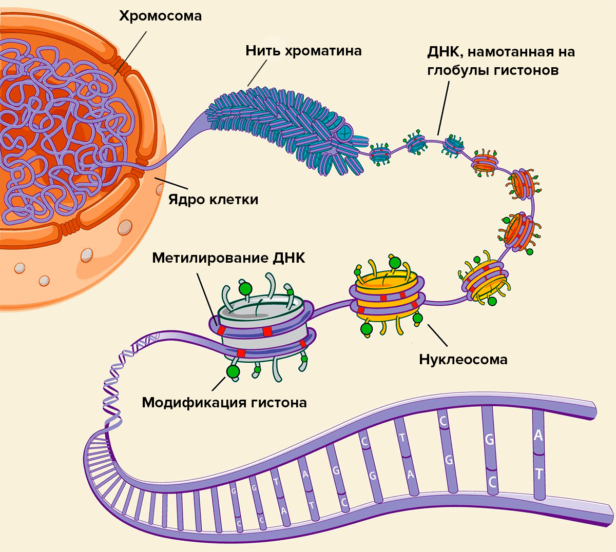 ДНК в клетке «намотана» на белки-гистоны