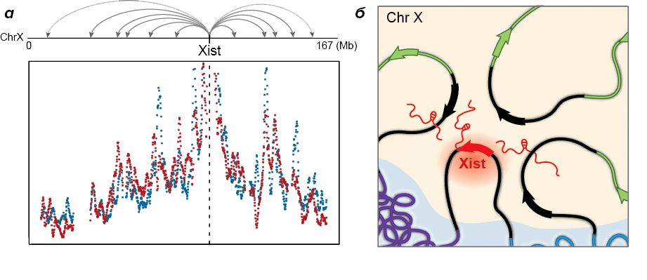 Локализация транскриптов Xist на X-хромосоме