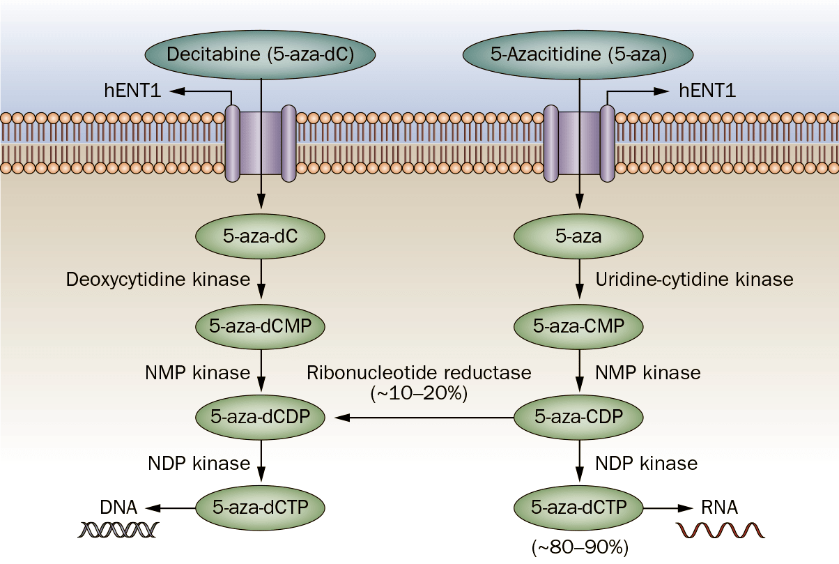 Схема метаболизма азануклеозидов