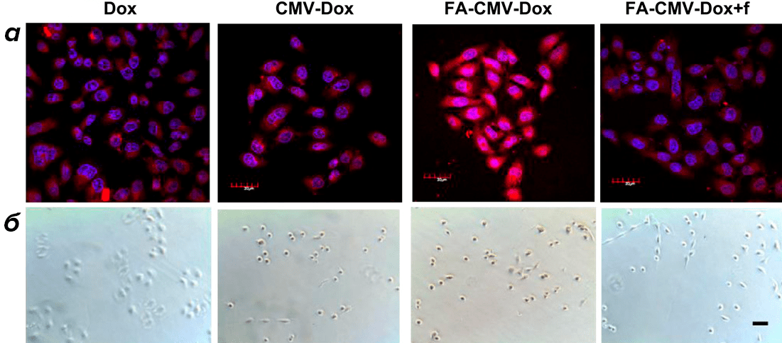 Визуализация действия разных форм доксорубицина на клетки OVCAR-3