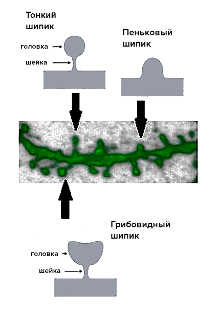 Шипики разных типов на поверхности дендрита