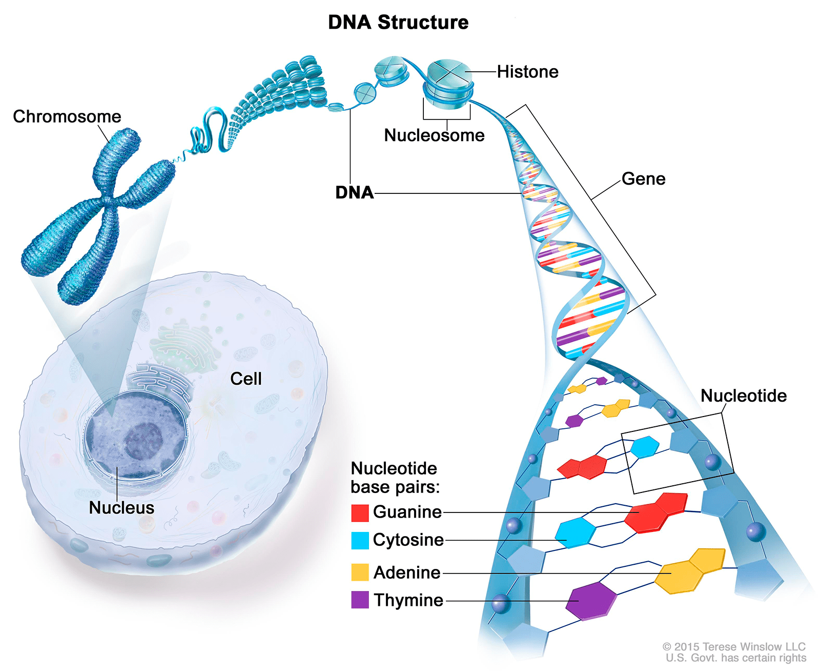 Организация генетического материала в клетках