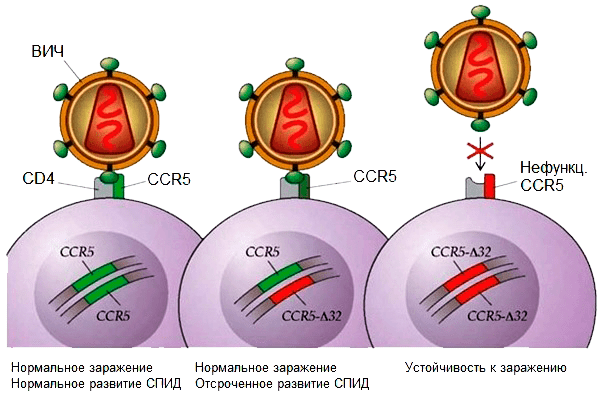ВИЧ и мутация CCR5