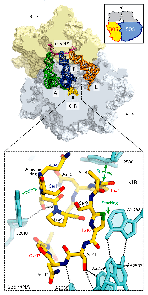 Структура клебсазолицина в комплексе с 70S рибосомой и молекулами тРНК