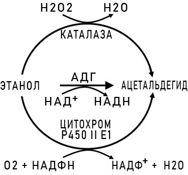 Схема метаболизма этанола