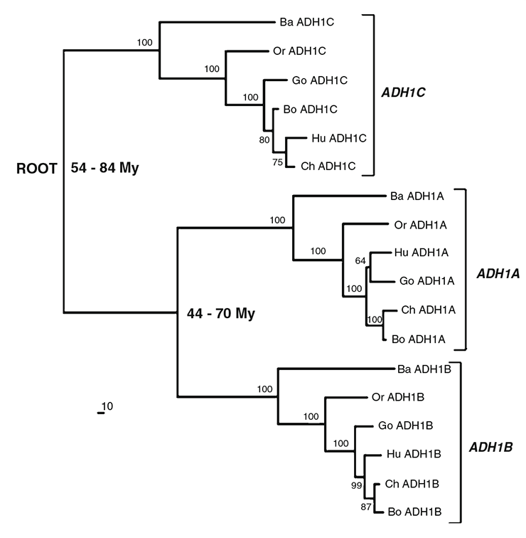 Филогенетическое дерево происхождения субъединиц АДГ1