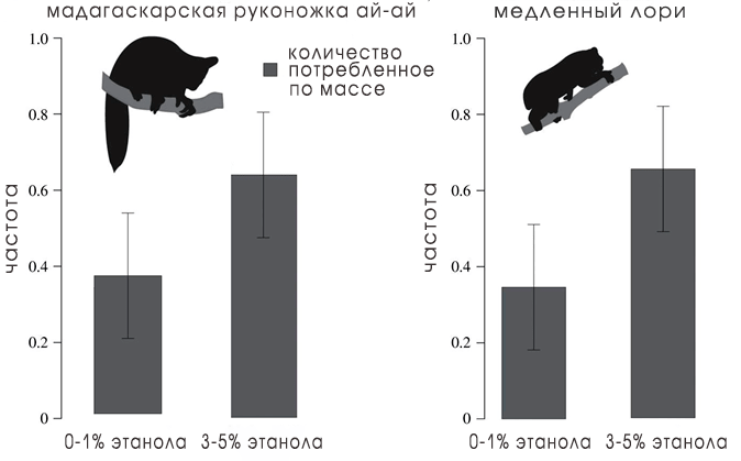 Мадагаскарские руконожки ай-ай и медленные лори предпочитают более высокие концентрации этанола