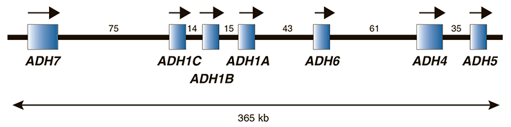 Относительный размер и расположение генов семи АДГ на длинном плече четвертой хромосомы