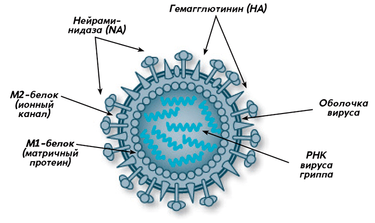 Строение вируса гриппа