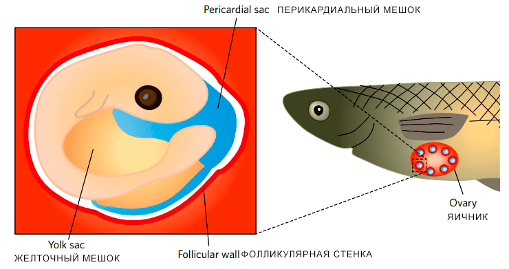 У пецилиевых рыб плацента формируется в яичниках