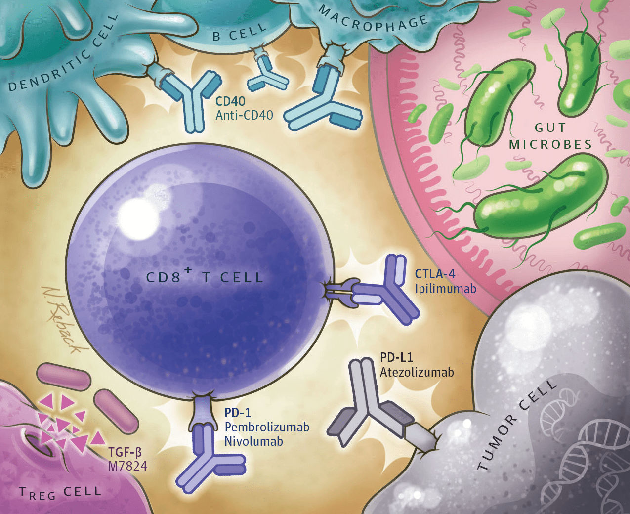 Ингибиторы контрольных точек иммунного ответа связываются с рецепторами на поверхности клеток