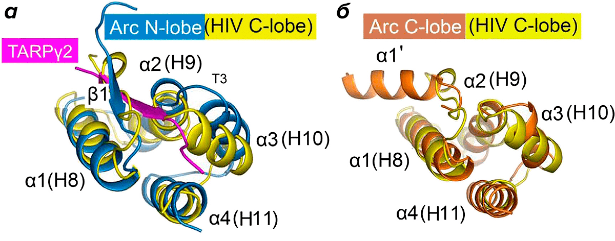 Трехмерная структура доменов белка Arc