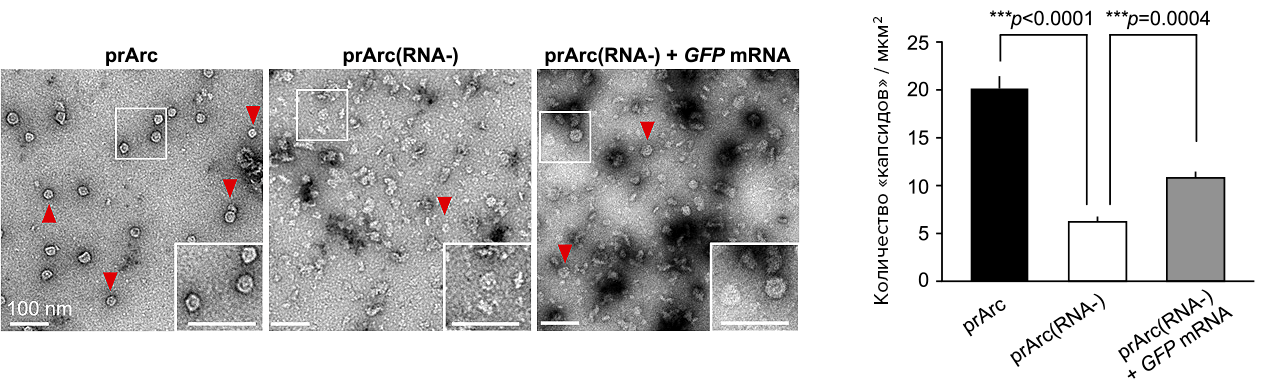 Взаимодействие Arc с РНК
