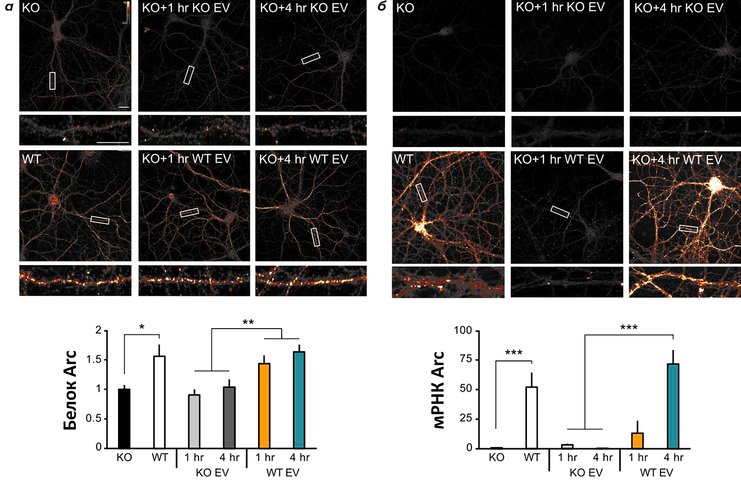 Эндогенный Arc способствует переносу мРНК Arc от нейрона к нейрону